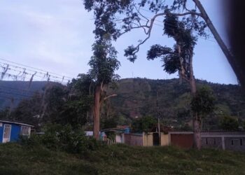 Boconó | Árbol en riesgo de caer en Miticún 