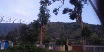 Boconó | Árbol en riesgo de caer en Miticún 