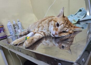 Diego Hidalgo: Esterilización y vacunas son claves para la salud de los gatos