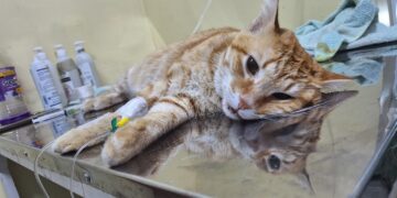 Diego Hidalgo: Esterilización y vacunas son claves para la salud de los gatos