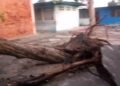 Eje Panamericano | Severos daños causaron dos árboles precipitados en UE Valmore Rodríguez a causa de fuertes lluvias