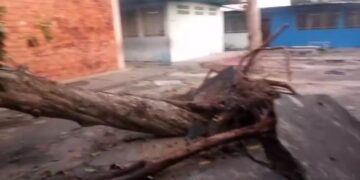 Eje Panamericano | Severos daños causaron dos árboles precipitados en UE Valmore Rodríguez a causa de fuertes lluvias