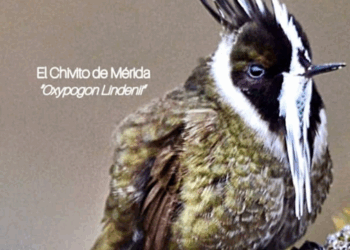Mérida será sede del I Congreso Mundial de Aviturismo, en el marco del October Big Day