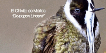 Mérida será sede del I Congreso Mundial de Aviturismo, en el marco del October Big Day