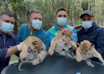 Nacimiento de leones en el Zoológico Chorros de Milla es un hito para la conservación y el turismo en Mérida