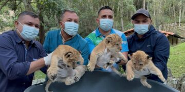 Nacimiento de leones en el Zoológico Chorros de Milla es un hito para la conservación y el turismo en Mérida