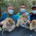 Nacimiento de leones en el Zoológico Chorros de Milla es un hito para la conservación y el turismo en Mérida
