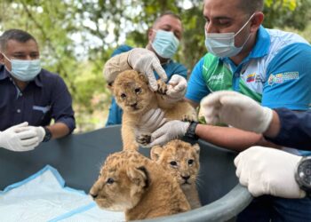 Segundo chequeo médico confirma el excelente estado de salud de leones nacidos en Chorros de Milla