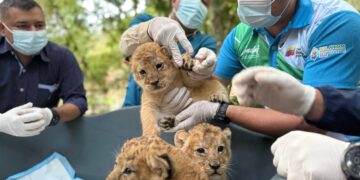 Segundo chequeo médico confirma el excelente estado de salud de leones nacidos en Chorros de Milla