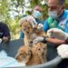 Segundo chequeo médico confirma el excelente estado de salud de leones nacidos en Chorros de Milla