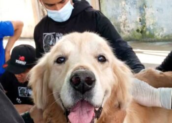 Mérida | Despliegan jornada veterinaria en Arapuey