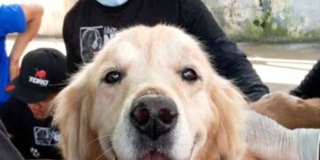 Mérida | Despliegan jornada veterinaria en Arapuey