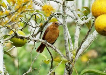 Trujillo se posiciona como un paraíso para el aviturismo tras el descubrimiento de 200 nuevas especies