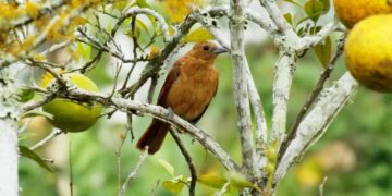 Trujillo se posiciona como un paraíso para el aviturismo tras el descubrimiento de 200 nuevas especies