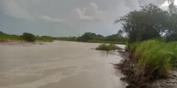 Desborde del río Santo Domingo ahoga la producción ganadera del municipio Obispos en Barinas
