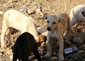 Concejo Municipal de Boconó propone ordenanza para protección de los animales