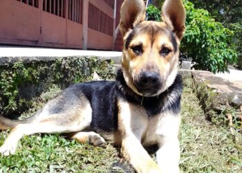 Denuncian nuevo caso de envenenamiento de animales en Boconó