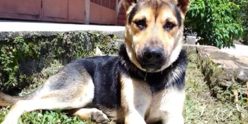 Denuncian nuevo caso de envenenamiento de animales en Boconó