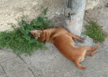 Continúan envenenamientos de animales en Boconó 