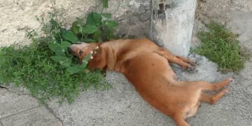 Continúan envenenamientos de animales en Boconó 