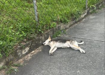 Dos nuevos casos de envenenamiento de perros en Boconó