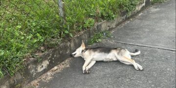 Dos nuevos casos de envenenamiento de perros en Boconó