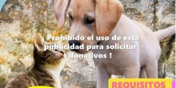 Invitan a jornada de esterilización para perros y gatos en Boconó
