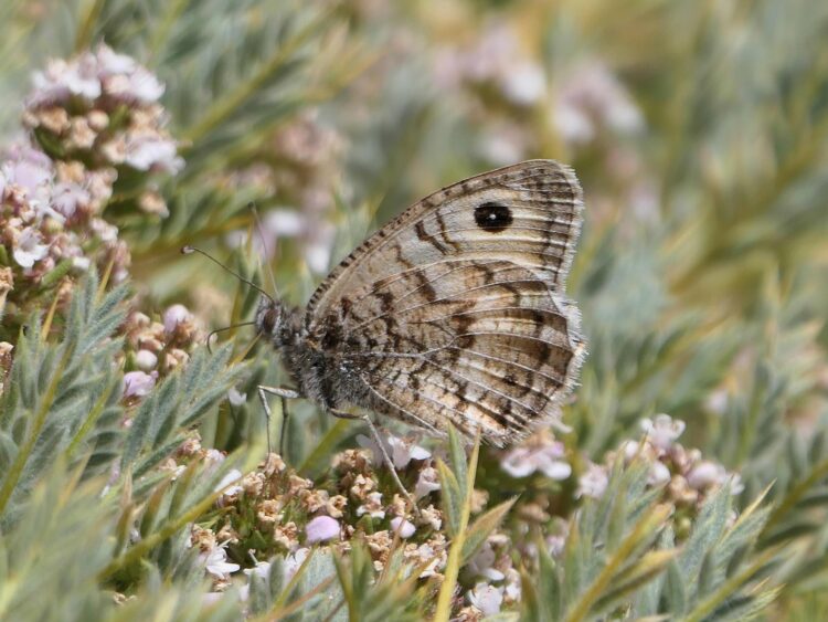 Tímalo de Nevada, especie de mariposa en peligro crítico de extinción y restringido a unas pocas cadenas montañosas en el sureste de España, que sufre la combinación de pérdida de hábitat y cambio climático. Fotografía facilitada la Unión Internacional para la Conservación de la Naturaleza (IUCN).