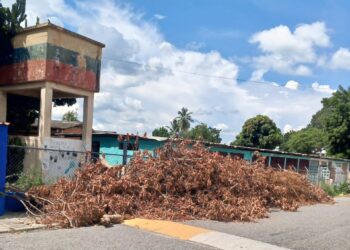 Escombros de árboles caídos a consecuencia de los últimos aguaceros siguen en plena calle