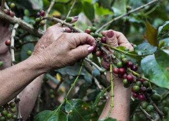 Colombia cierra el año cafetero con la mejor producción en 33 años