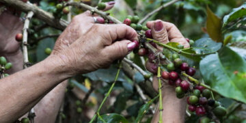 Colombia cierra el año cafetero con la mejor producción en 33 años