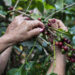 Colombia cierra el año cafetero con la mejor producción en 33 años