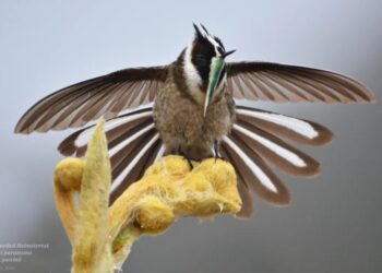 Mérida es la capital mundial del aviturismo