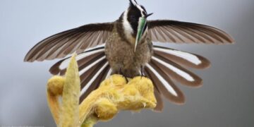 Mérida es la capital mundial del aviturismo