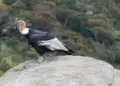 Visualizan un cóndor en su habitat natural en Mérida