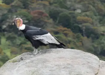 Visualizan un cóndor en su habitat natural en Mérida