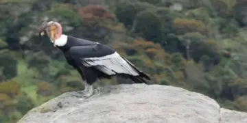 Visualizan un cóndor en su habitat natural en Mérida