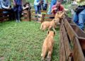 Cachorros de león nuevo atractivo del zoológico de Mérida