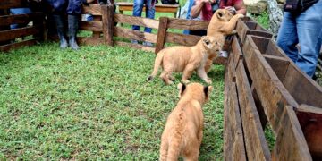 Cachorros de león nuevo atractivo del zoológico de Mérida