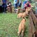 Cachorros de león nuevo atractivo del zoológico de Mérida