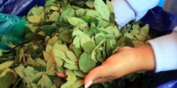 Bolivia defiende en cita científica de la OMS sacar la hoja de coca de la lista de estupefacientes
