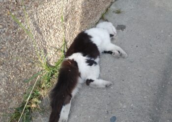 Nueva denuncia de envenenamiento de animales en Boconó 