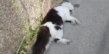 Nueva denuncia de envenenamiento de animales en Boconó 