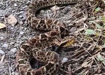 Alertan ante aumento de serpientes en trochas de Boconó