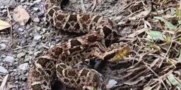 Alertan ante aumento de serpientes en trochas de Boconó