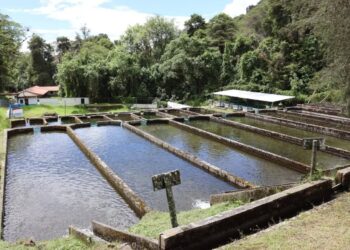 Mérida | Fortalecen la acuicultura con avances en la Estación Truchícola La Mucuy