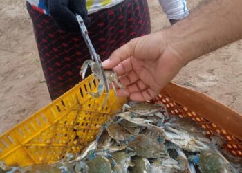 Puerto de Palmarito avanza en la captura de cangrejo azul