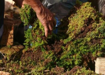 Trujillo | Autoridades refuerzan monitoreo ambiental con la campaña “Navidad sin Musgo y en Paz”