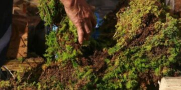 Trujillo | Autoridades refuerzan monitoreo ambiental con la campaña “Navidad sin Musgo y en Paz”