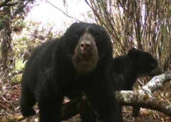 Producción con propósito: desarrollan sistemas agroforestales con café diferenciado como herramienta para proteger el hábitat del oso andino